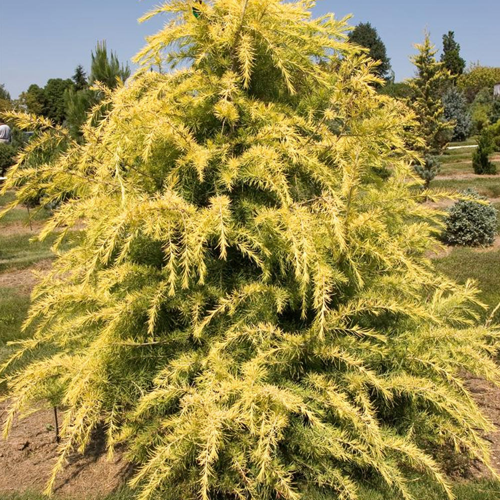 Cedar, Deodara Gold Cone 10' B&B