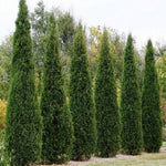 Load image into Gallery viewer, Cedar, Eastern Red Brodie #7