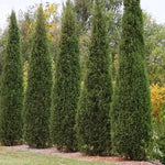 Load image into Gallery viewer, Cedar, Eastern Red Taylor #10