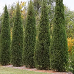 Load image into Gallery viewer, Cedar, Eastern Red Taylor 9' BB