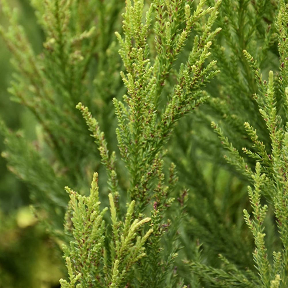 Cedar, Japanese Radicans #25