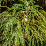 Load image into Gallery viewer, Cedar, Japanese Yoshino #50