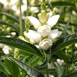 Load image into Gallery viewer, Turtlehead, Glabra #1