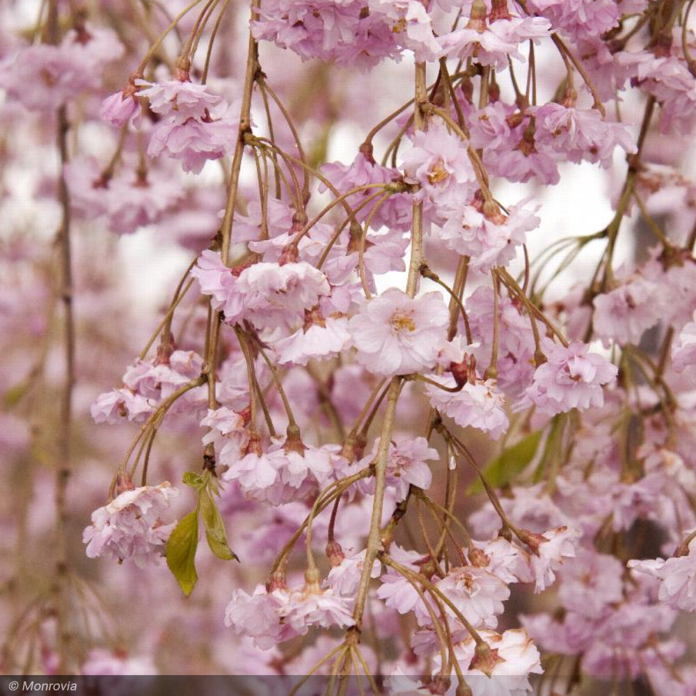 Cherry, Double Weeping Rosebud #5 – Greenwood Creek Nursery