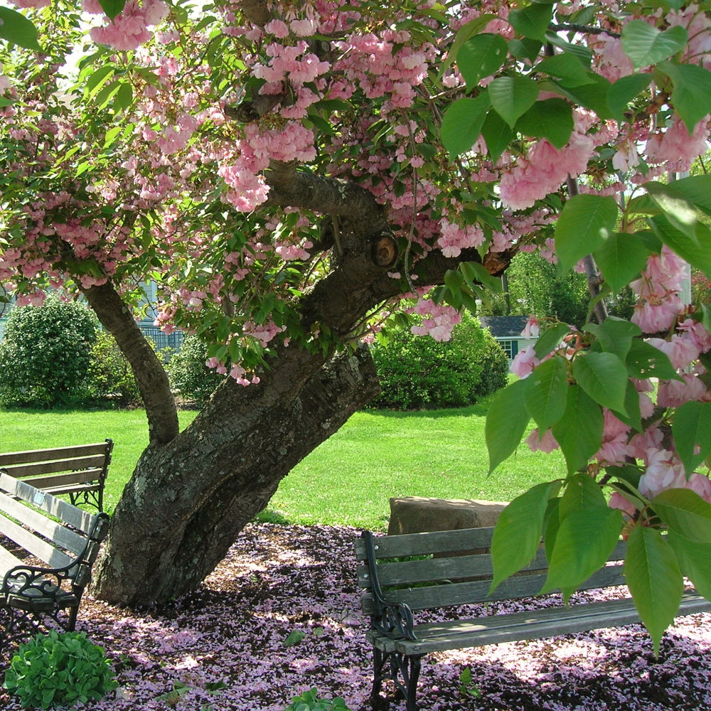 Cherry, Kwanzan #15 – Greenwood Creek Nursery