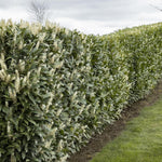 Load image into Gallery viewer, Cherry Laurel, Skip #10