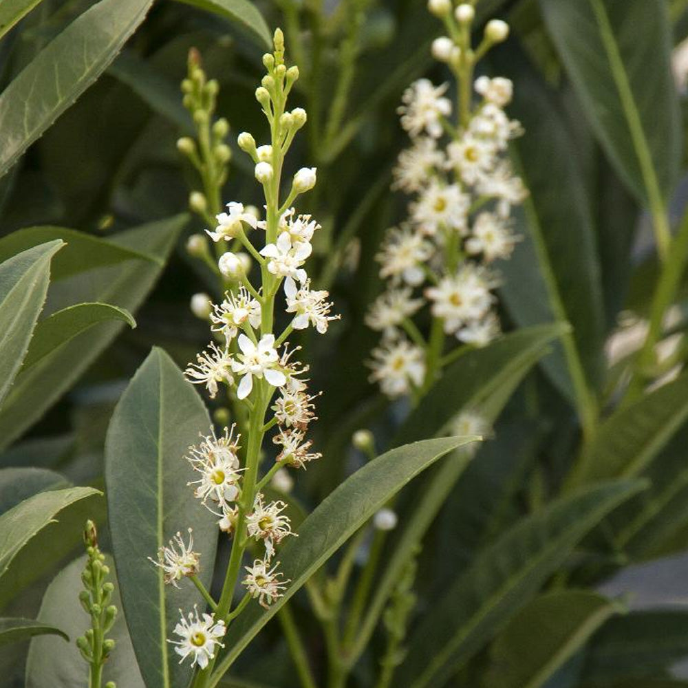 Cherry Laurel, Skip #10 – Greenwood Creek Nursery