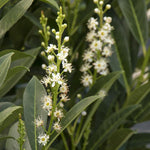 Load image into Gallery viewer, Cherry Laurel, Skip #5