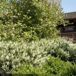 Load image into Gallery viewer, Cherry Laurel, Otto Luyken #5