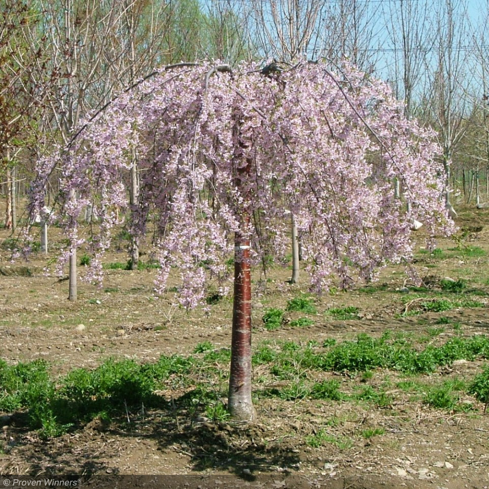 Cherry, Pink Snow Showers #15