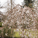 Load image into Gallery viewer, Cherry, Snow Fountains #7