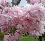 Load image into Gallery viewer, Cherry, Weeping Extraordinaire #7