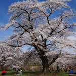 Load image into Gallery viewer, Cherry, Yoshino #15