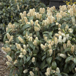 Load image into Gallery viewer, Cherry Laurel, Chestnut Hill #5