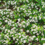 Load image into Gallery viewer, Chokeberry, Ground Hug #3