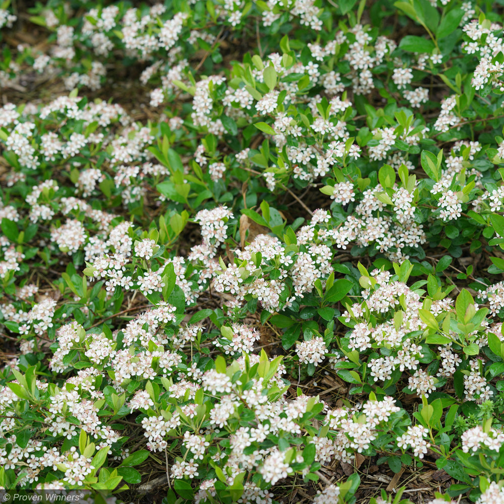 Chokeberry, Ground Hug #3