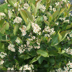 Load image into Gallery viewer, Chokeberry, Low Scape Hedger #3