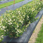 Load image into Gallery viewer, Chokeberry, Low Scape Hedger #3