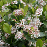 Load image into Gallery viewer, Chokeberry, Low Scape Mound #3
