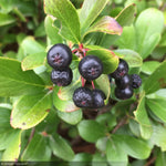Load image into Gallery viewer, Chokeberry, Low Scape Mound #3