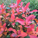 Load image into Gallery viewer, Chokeberry, Low Scape Mound #3