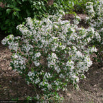 Load image into Gallery viewer, Chokeberry, Low Scape Snowfire #3