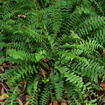 Load image into Gallery viewer, Fern, Christmas #2