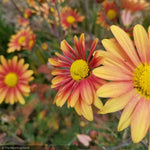 Load image into Gallery viewer, Chrysanthemum 'Campfire Glow' #1