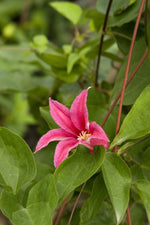 Load image into Gallery viewer, Clematis, Princess Diana #2