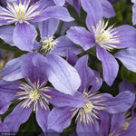 Load image into Gallery viewer, Clematis, Arabella #1