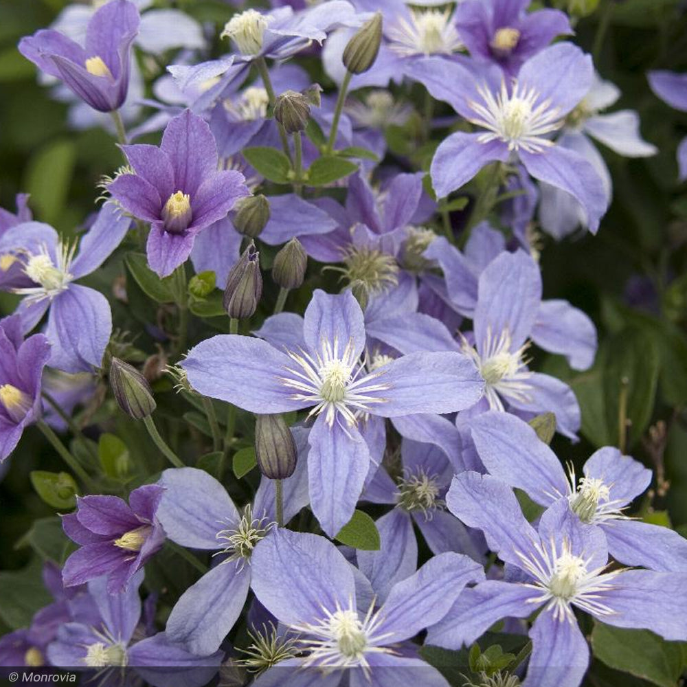 Clematis, Arabella #2 – Greenwood Creek Nursery