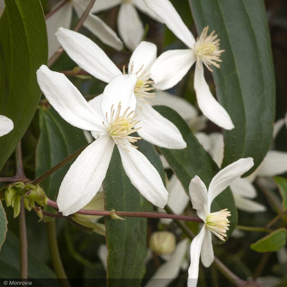 Clematis, Armandii #5