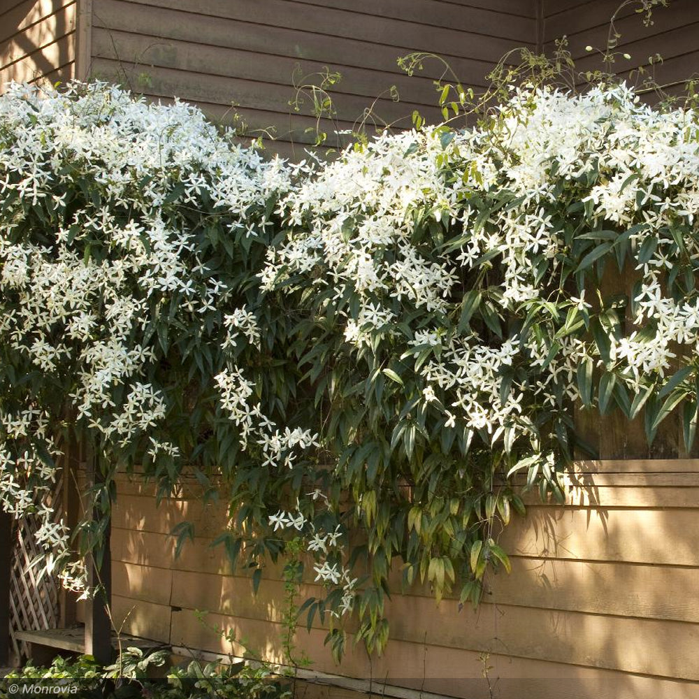 Clematis, Armandii #2