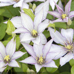 Load image into Gallery viewer, Clematis, Boulevard Samaitan Jo #2