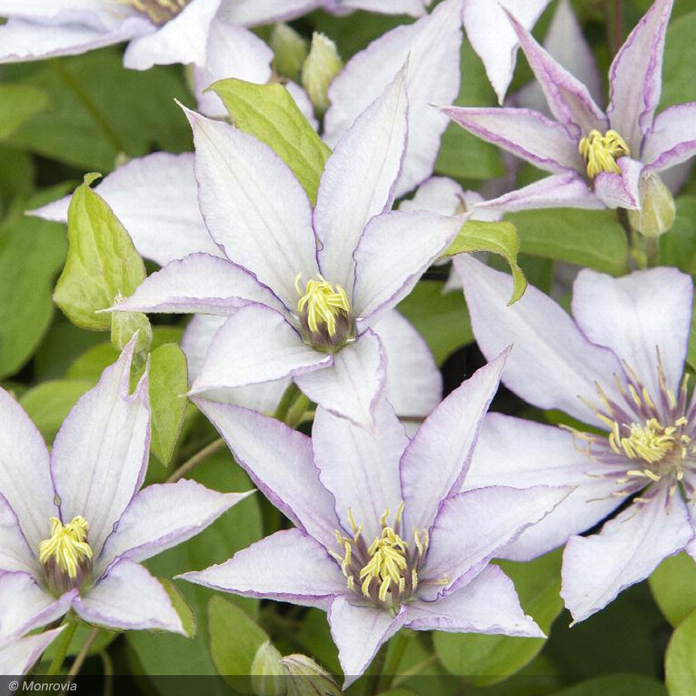 Clematis, Boulevard Samaitan Jo #2 – Greenwood Creek Nursery