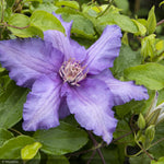 Load image into Gallery viewer, Clematis, Boulevard Sacha #2