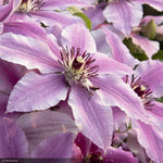 Load image into Gallery viewer, Clematis, Boulevard Cherokee #2