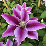 Load image into Gallery viewer, Clematis, Dr. Ruppel #1