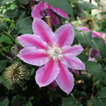 Load image into Gallery viewer, Clematis, Dr. Ruppel #2