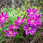 Load image into Gallery viewer, Clematis, Dr. Ruppel #2