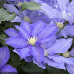 Load image into Gallery viewer, Clematis, H.F. Young #3