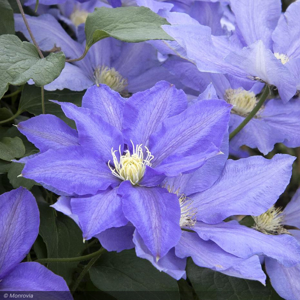 レア!! 遊佐未森/clematis Clematis Fragrant Star - Sugar Creek Gardens Sugar Creek Gardens