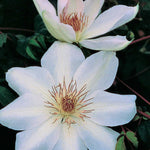 Load image into Gallery viewer, Clematis, Henry II #1