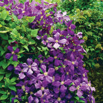 Load image into Gallery viewer, Clematis, Jackmanii #2