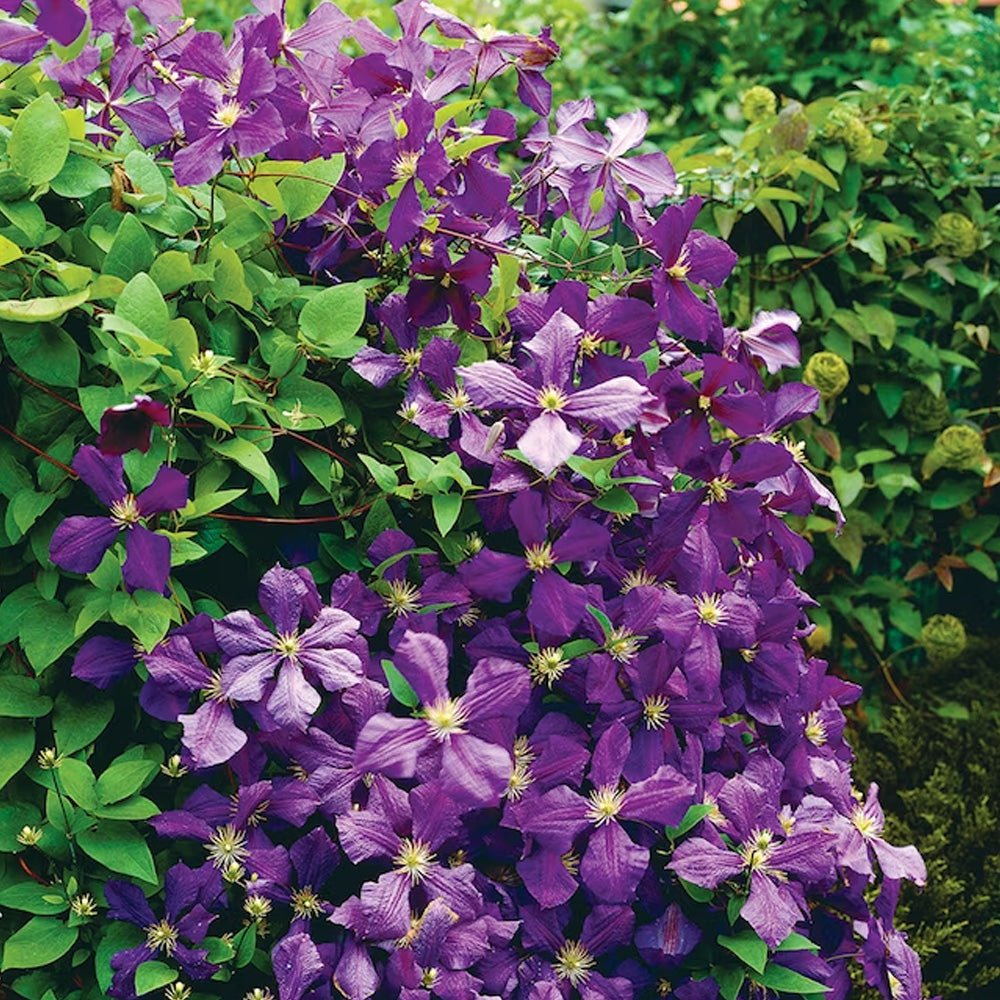 Clematis, Jackmanii #2