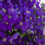 Load image into Gallery viewer, Clematis, Jackmanii Superba #2