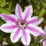 Load image into Gallery viewer, Clematis, Nellie Moser #1