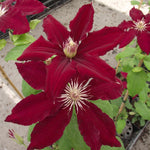 Load image into Gallery viewer, Clematis, Rebecca #1