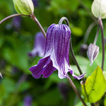 Load image into Gallery viewer, Clematis, Rooguchi #1