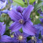 Load image into Gallery viewer, Clematis, Sapphire Indigo #2